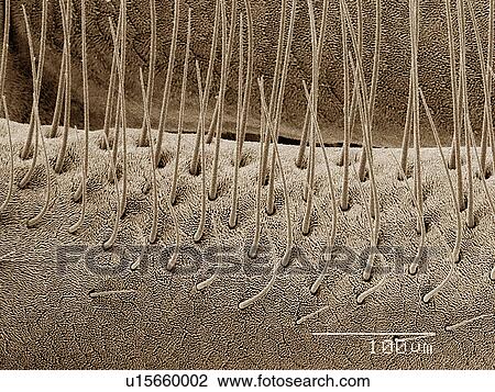 Stock Image - Antenna of Cercropia moth (Lepidoptera: Saturnidae). Fotosearch