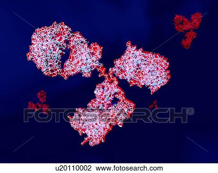 Antibody, illustration View Large Photo Image Stock Image - Antibody, illustration. Fotosearch