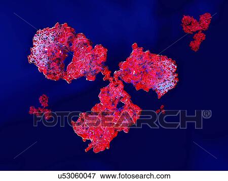 Antibody, illustration View Large Photo Image Stock Photo - Antibody, illustration. Fotosearch