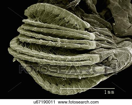 Appendages of a gooseneck barnacle Pedunculata: Pollicipededae poss. Pollicipes sp View Large Photo Image Stock Image - Appendages of a gooseneck barnacle Pedunculata: Pollicipededae poss. Pollicipes sp. Fotosearch