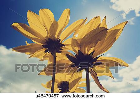 Stock Photo - Aster flowers against sky. Fotosearch
