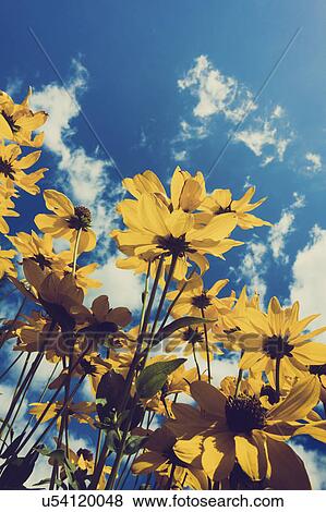 Stock Photo - Aster flowers against sky. Fotosearch