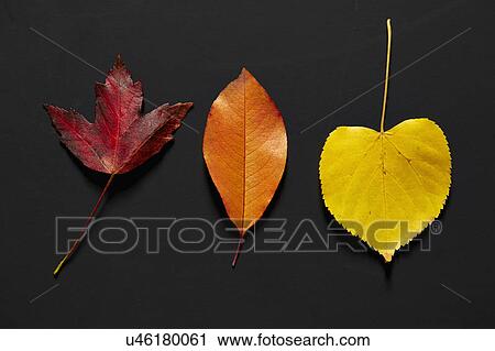 Autumn Leaves View Large Photo Image Stock Image - Autumn Leaves. Fotosearch