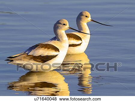 Avocet View Large Photo Image Stock Photo - Avocet. Fotosearch