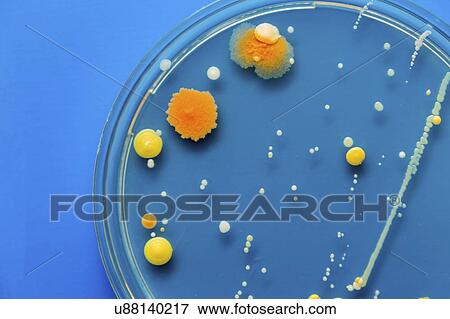 Stock Photo - Bacteria in a petri dish. Fotosearch