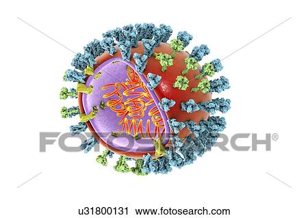 Stock Image - Bird flu virus, illustration. Fotosearch