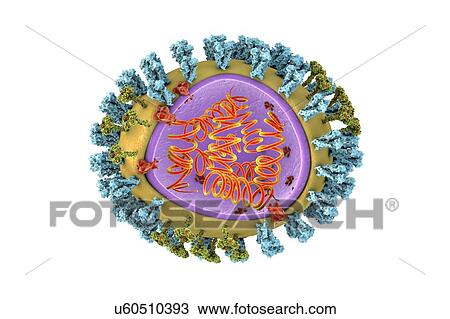 Stock Image - Bird flu virus, illustration. Fotosearch