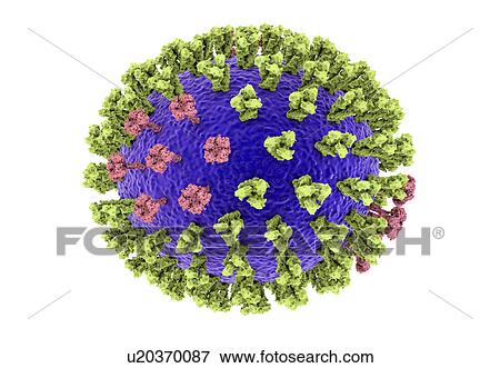 Stock Photo - Bird flu virus, illustration. Fotosearch