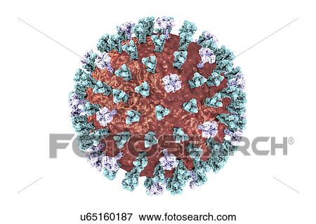 Stock Photo - Bird flu virus, illustration. Fotosearch