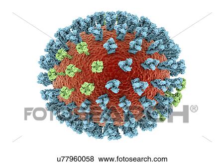 Stock Photo - Bird flu virus, illustration. Fotosearch