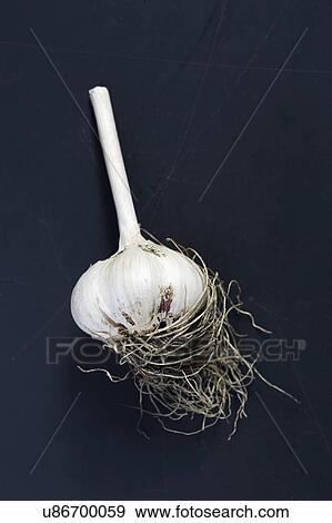 Stock Photo - Bulb of garlic against dark background. Fotosearch