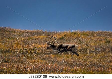 Stock Photo - Bull Caribou feeding on tundra in interior of Denali National Park, Alaska. Fotosearch