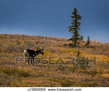 Stock Photography - Bull Caribou feeding on tundra in interior of Denali National Park, Alaska. Fotosearch
