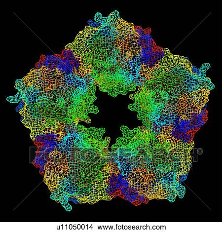 Picture - C-reactive protein, molecular model. Fotosearch