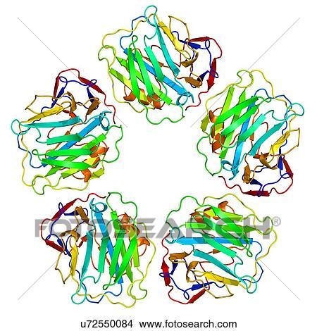 Picture - C-reactive protein, molecular model. Fotosearch