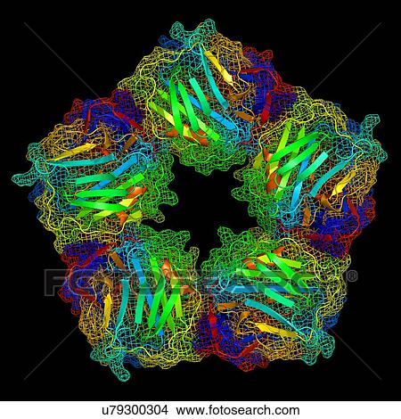 Picture - C-reactive protein, molecular model. Fotosearch