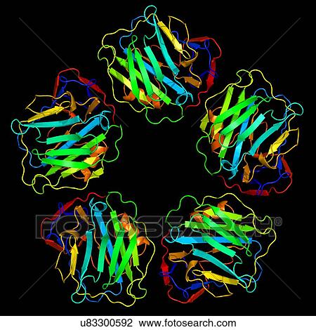 Stock Image - C-reactive protein, molecular model. Fotosearch