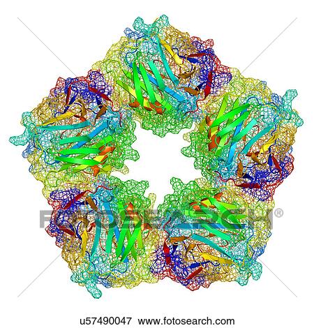 Stock Photo - C-reactive protein, molecular model. Fotosearch