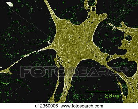 C2C12 mouse cell culture View Large Photo Image Stock Photograph - C2C12 mouse cell culture. Fotosearch