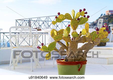 Cactus in pot on a patio View Large Photo Image Stock Photo - Cactus in pot on a patio. Fotosearch