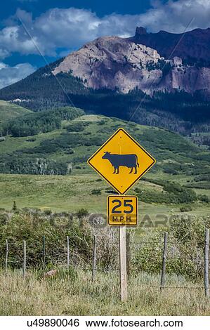 Cattle Sign with Mountains and green trees - San Juan Mountains, Colorado, USA View Large Photo Image Stock Photograph - Cattle Sign with Mountains and green trees - San Juan Mountains, Colorado, USA. Fotosearch