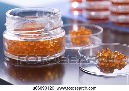 Caviar in petri dishes View Large Photo Image Stock Photograph - Caviar in petri dishes. Fotosearch