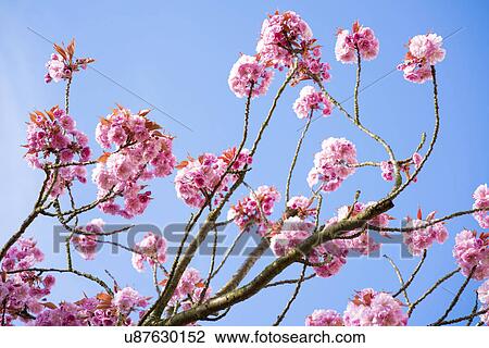 Cherry blossom on branches View Large Photo Image Stock Image - Cherry blossom on branches. Fotosearch