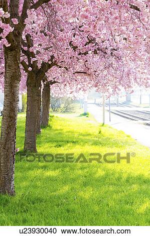 Cherry blossom on trees View Large Photo Image Stock Image - Cherry blossom on trees. Fotosearch