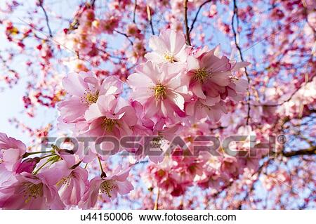 Stock Photograph - Cherry blossom. Fotosearch
