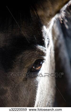 Stock Photo - Close up of horse's eye, eyebrow and ear. Fotosearch