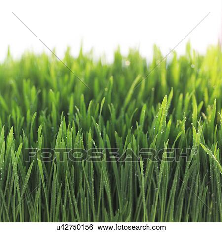 Close-up of wet grass View Large Photo Image Stock Photograph - Close-up of wet grass. Fotosearch