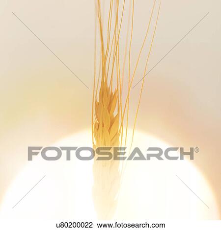 Close-up of wheat ear View Large Photo Image Stock Image - Close-up of wheat ear. Fotosearch