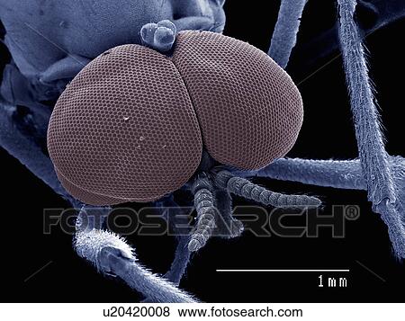 Stock Photo - Compound eyes of male Bibionidae fly, marsh fly. Fotosearch