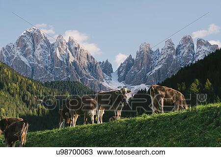 Cows grazing, Santa Maddalena, Val di Funes (Funes Valley), Dolomite Alps, Italy View Large Photo Image Stock Image - Cows grazing, Santa Maddalena, Val di Funes (Funes Valley), Dolomite Alps, Italy. Fotosearch