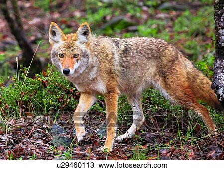 Stock Image - Coyote. Fotosearch