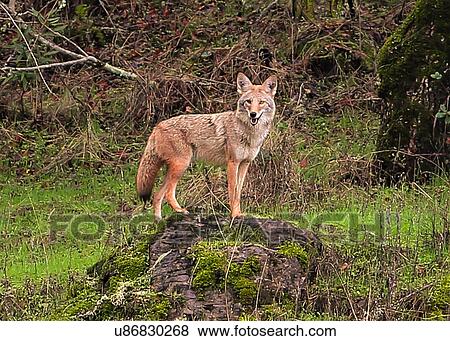 Coyote View Large Photo Image Stock Photo - Coyote. Fotosearch