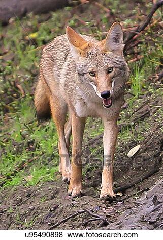 Stock Photo - Coyote. Fotosearch