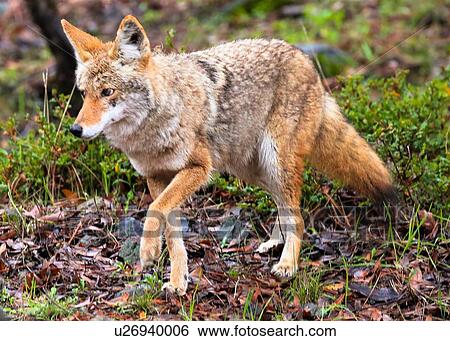 Stock Photograph - Coyote. Fotosearch
