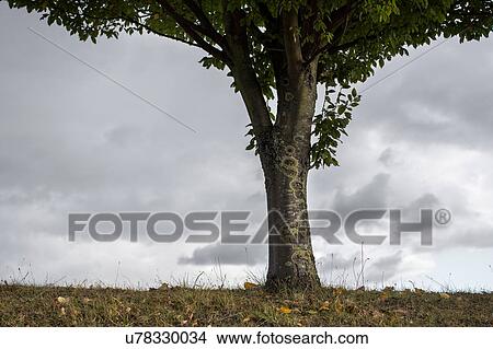 Picture - Cropped shot of tree in foliage against grey sky. Fotosearch