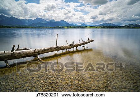 Stock Image - Dead tree in the lake. Fotosearch