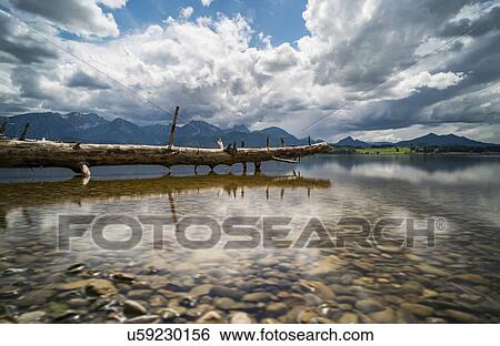 Stock Photograph - Dead tree in the lake. Fotosearch