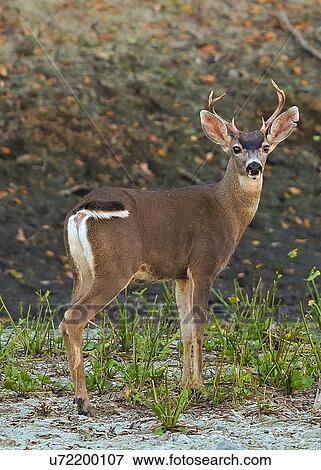 Deer View Large Photo Image Stock Photo - Deer. Fotosearch