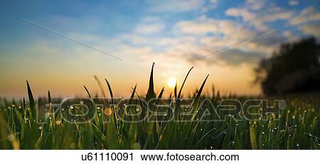 Dew drops on blades of grass View Large Photo Image Stock Image - Dew drops on blades of grass. Fotosearch