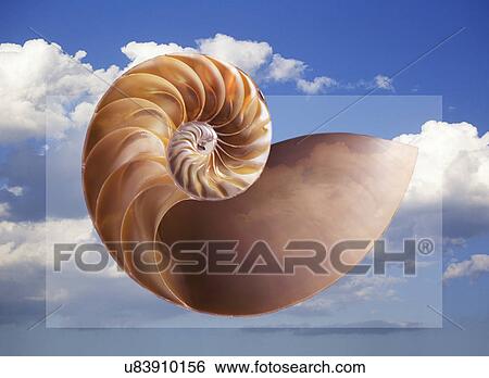 Stock Photograph - Digitally generated image of shell with sky in background. Fotosearch