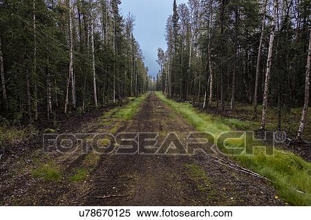 Stock Photography - Dirt road through the center of an Alaskan forest. Fotosearch