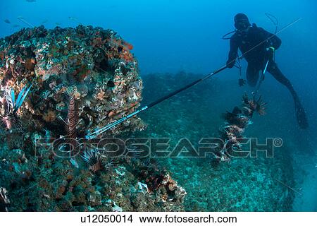 Diver collects invasive lionfish from local reef View Large Photo Image Picture - Diver collects invasive lionfish from local reef. Fotosearch