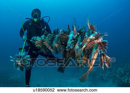 Stock Image - Diver collects invasive lionfish from local reef. Fotosearch
