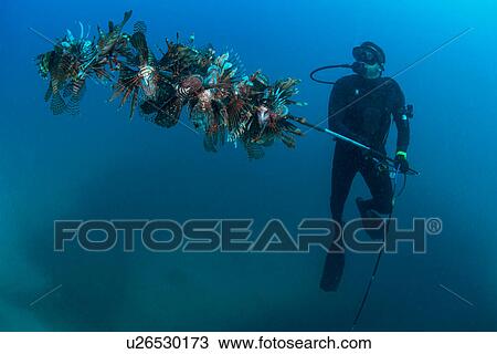 Diver collects invasive lionfish from local reef View Large Photo Image Stock Image - Diver collects invasive lionfish from local reef. Fotosearch