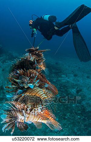 Stock Image - Diver collects invasive lionfish from local reef. Fotosearch