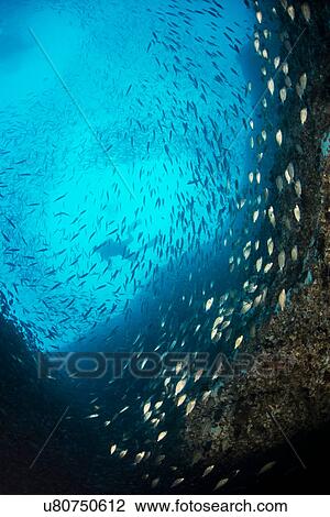 Stock Image - Diver collects invasive lionfish from local reef. Fotosearch